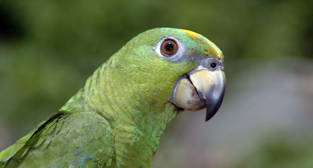 green-parrot-1392406-1919x1275