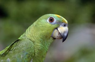 green-parrot-1392406-1919x1275